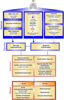 Particulate Matter Air Pollution: Effects on the Cardiovascular System